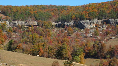 Beautiful leaves in early November 2010