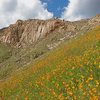 Eagle Peak and flowers.  Credit Kevin Worrall