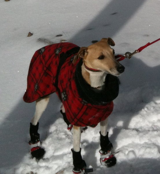 Shiny in her winter clothes - don't laugh at her please, she is sensitive