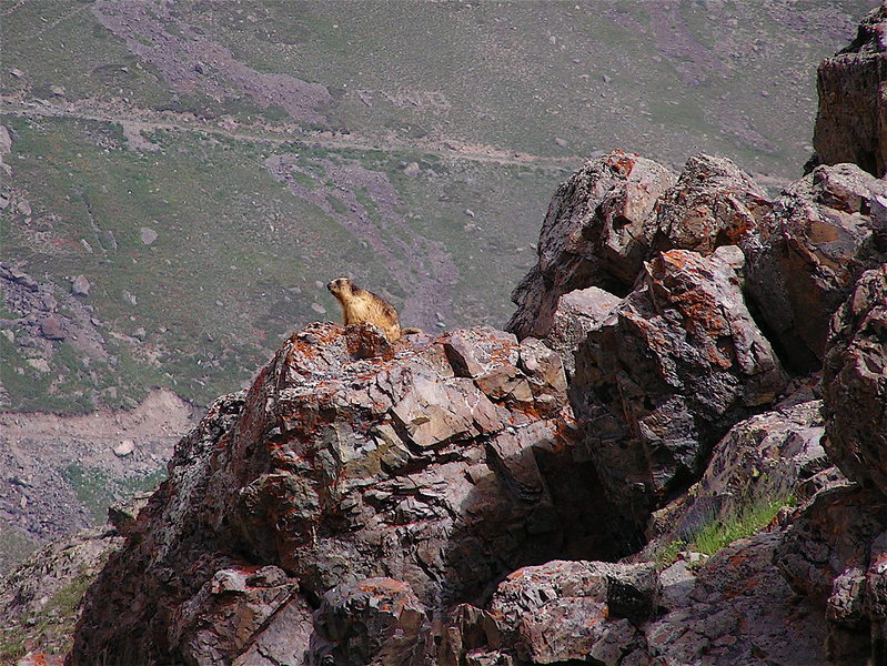 Marmot at Deosai.