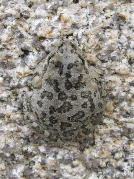 Spadefoot Toad, near Willow Hole. Nice camo.<br>
Photo by Blitzo.
