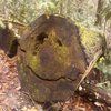 Happy Log... Taken in Joyce Kilmer Memorial Forest.