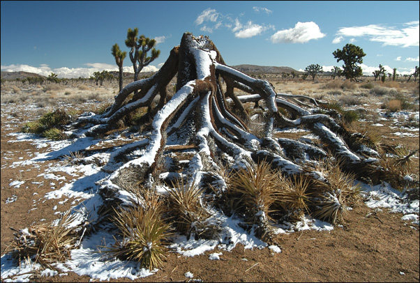 A down joshua tree with snow, Queen Valley.<br>
Photo by Blitzo.