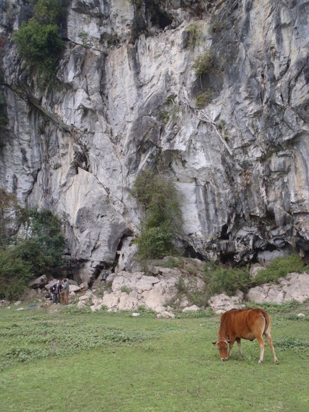 The cows in front of Pond Wall-Butterfly Valley Vietnam.