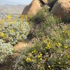 Skidder tops out on the shaded portion of the large boulder in the top center of the pic. Buckwheat and brittlebush in the foreground.