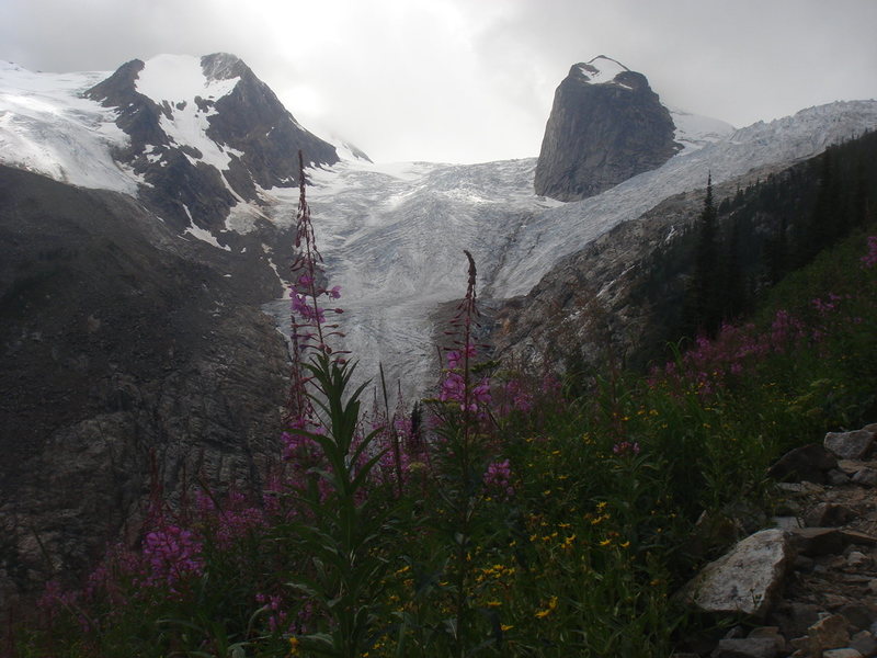 Mountain wildflowers, Bugaboos, British Columbia