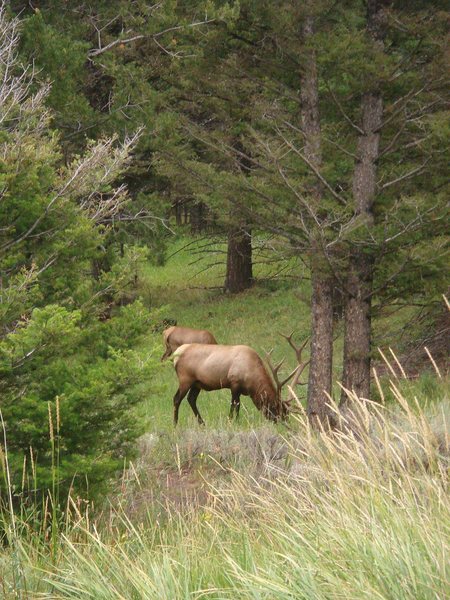 Bull Elk, Yellowstone NP