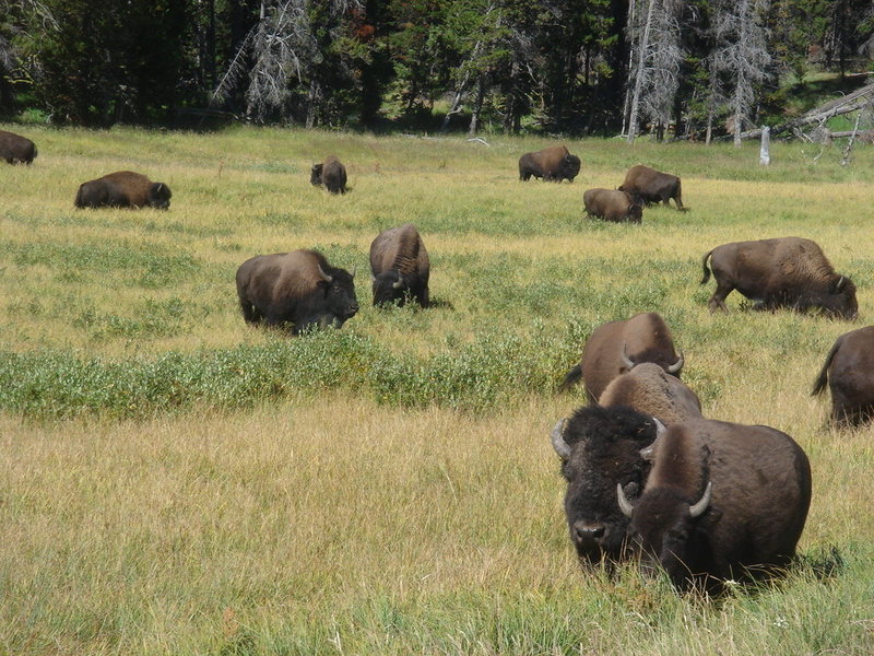 Bison herd, Yellowstone NP