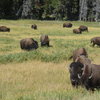 Bison herd, Yellowstone NP