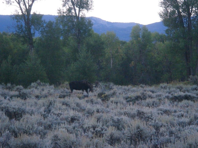 Bull Moose, Tetons NP