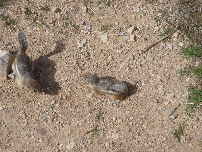 Ground Squirrels, Red Rock, NV