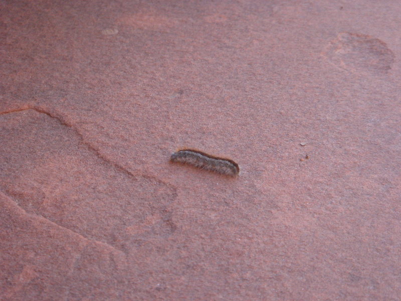 Caterpiller, Red Rock, NV