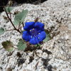 Canterbury Bells (Phacelia campanularia) near RC Rock, Joshua Tree NP