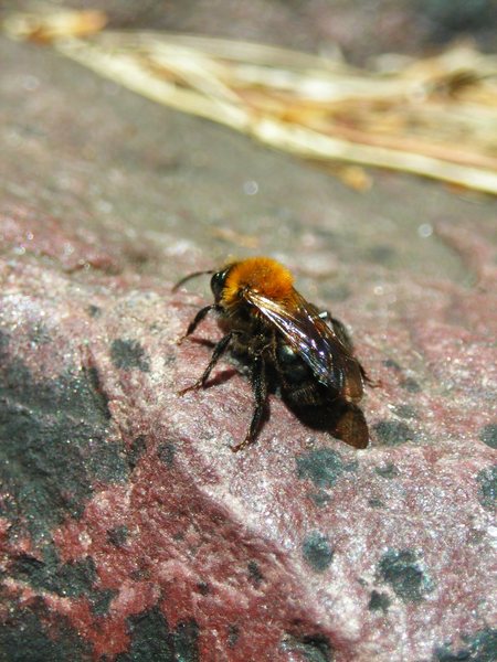 Ms. Bee East Bluff May 2011.