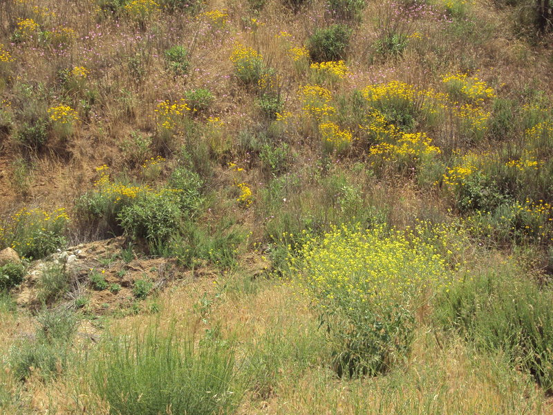 Spring Flowers at Texas Canyon