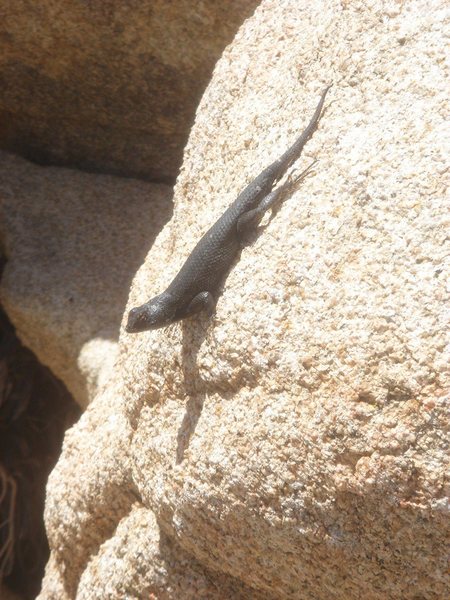 Rock climber, Joshua Tree NP.