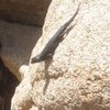 Rock climber, Joshua Tree NP.