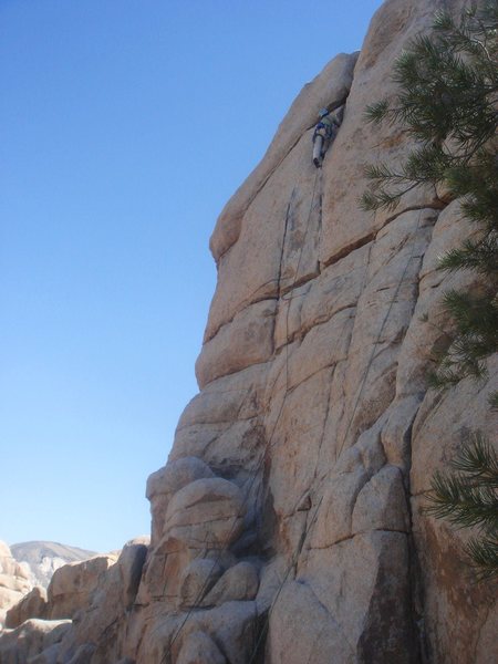 Tom Donnelly leading Wild Wind.