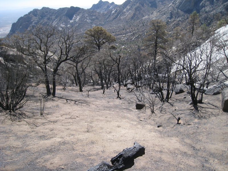 View SE from the bivy cave.  Normally a grassy area with a few trees and Mountain Mahogany.