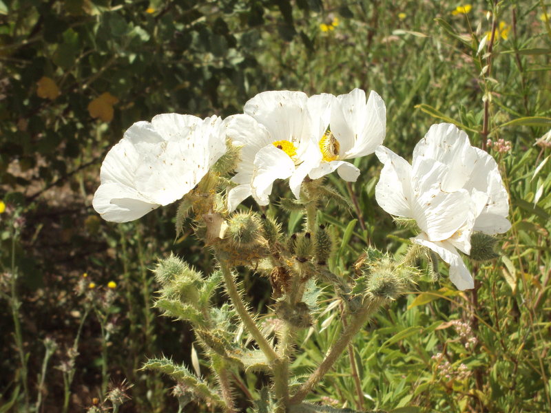 Spring has brought some beautiful wildflowers to Texas Canyon.