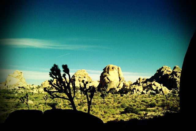 Joshua Tree 