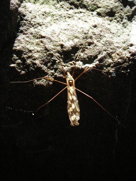 Devil's Lake winged insect.  Hiding out in Major Mass cubby.