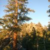 Big trees, big boulders at the West Rim