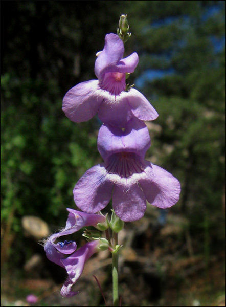 Orchid Beardstongue.<br>
Photo to Blitzo.