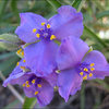 Western Spiderwort.<br>
Photo by Blitzo.