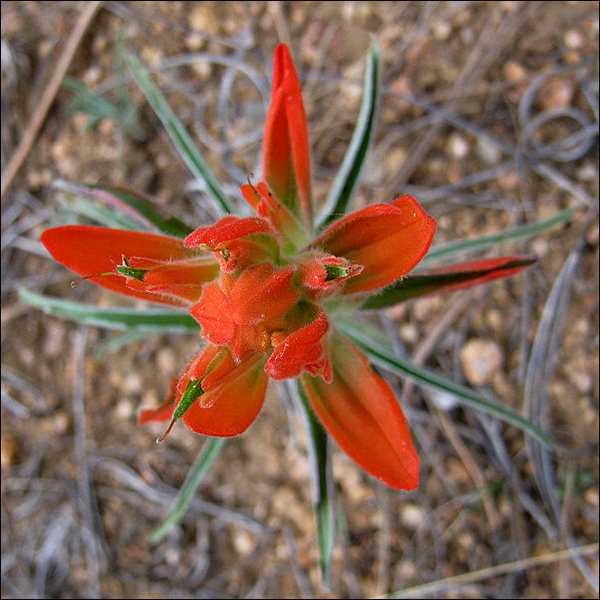 Paintbrush.<br>
Photo by Blitzo.