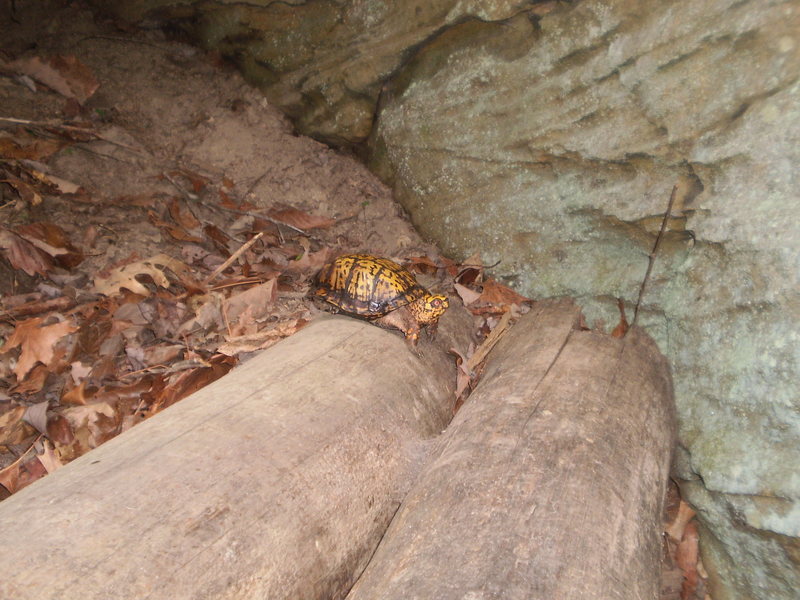 I guess this is how the route got its name.  Our friend at the base of "Like a Turtle".