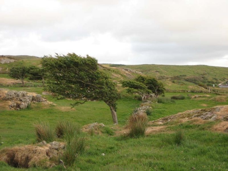 Trees in fields at the top of the cliff.  This place is windy!  (photo by Phil Ashton)