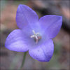 Parry's Bellflower.<br>
Photo by Blitzo.