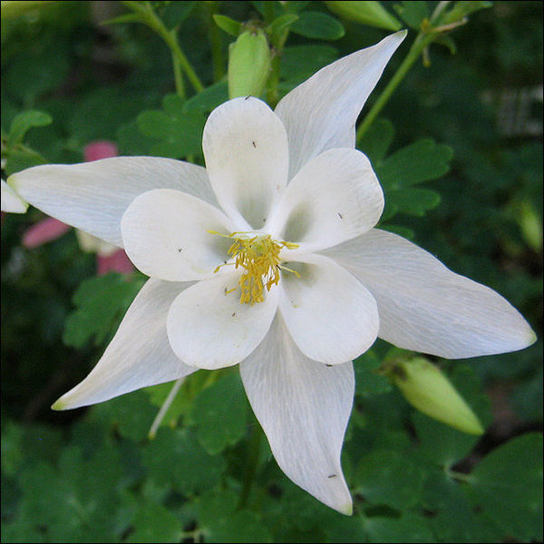 Columbine.<br>
Photo by Blitzo.