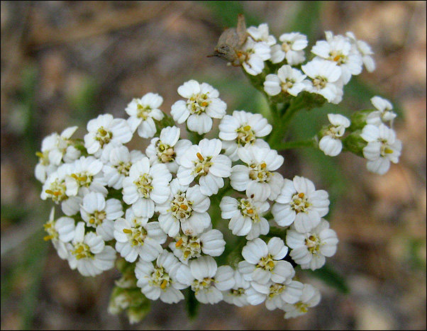 Alpine Yarrow.<br>
Photo by Blitzo.