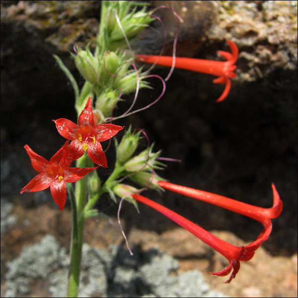 Fairy Trumpet.<br>
Photo by Blitzo.