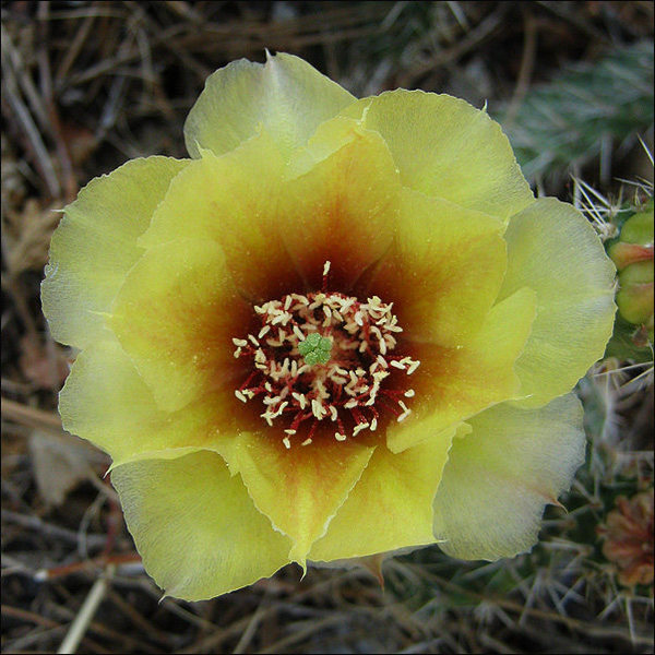 Lots of prickly pear cactus.<br>
Photo by Blitzo.