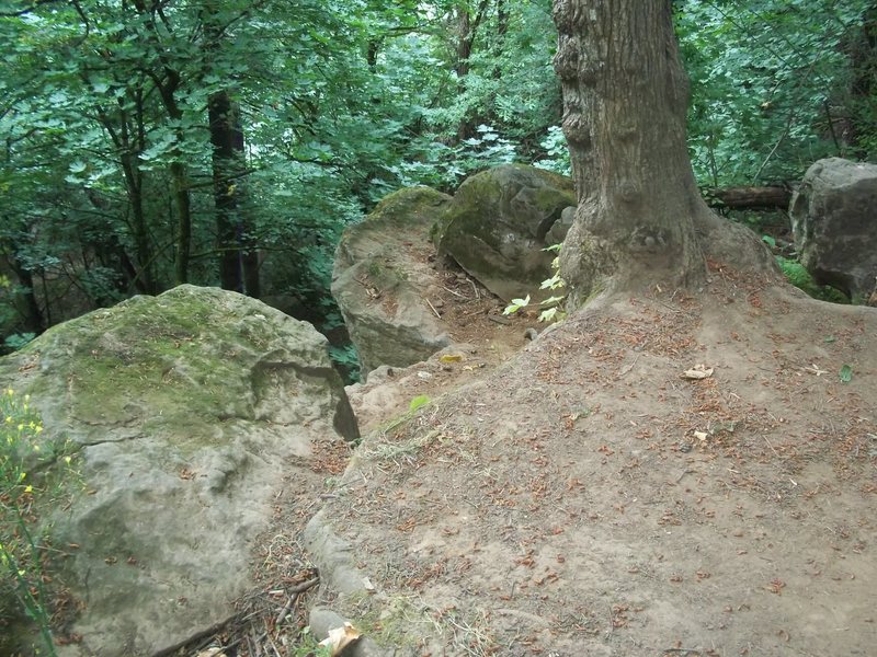 bolts on the middle boulder.. the tree to the right has a "7" placard pinned to it.