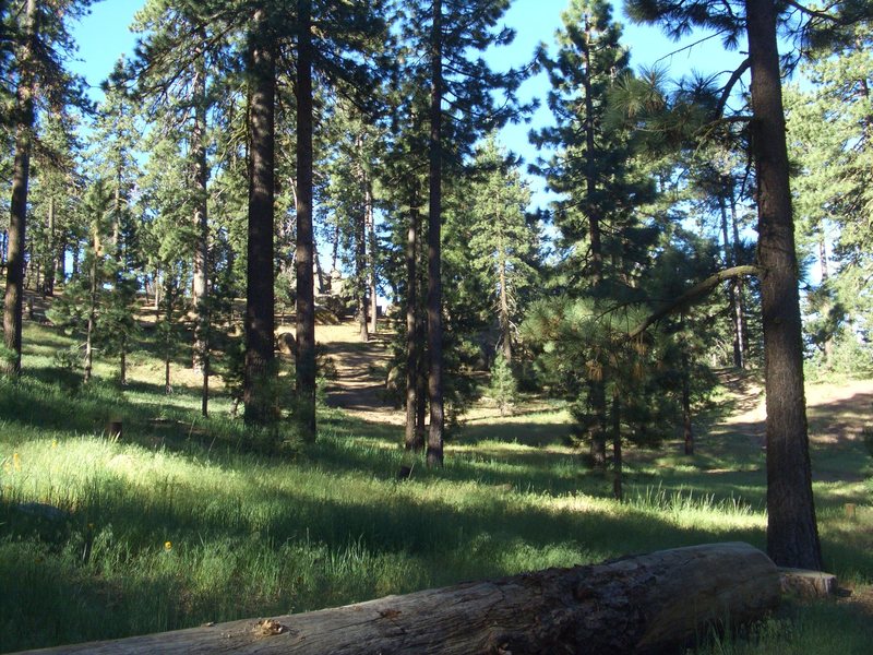 Picnic Area, Pine Mountain.