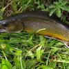 Miner's basin brook trout