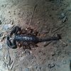 This is the second time in a row that I've gone to Ozone and found a dead scorpion on the path, I'm starting to think that it's a good omen.