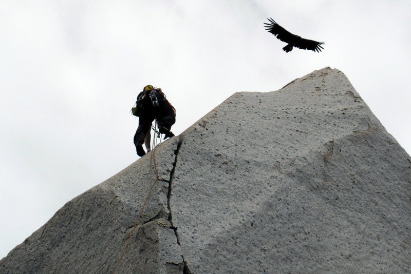 A climber getting a condor flyby on Trinidad wall.