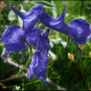 Monkshood.<br>
Photo by Blitzo.