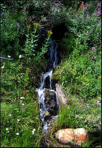 Stream and wildflowers-Rock Creek.<br>
Photo by Blitzo.