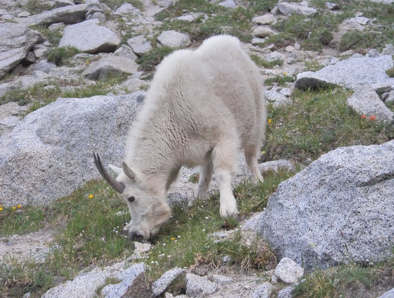 Mountain goat near Aasgard Pass