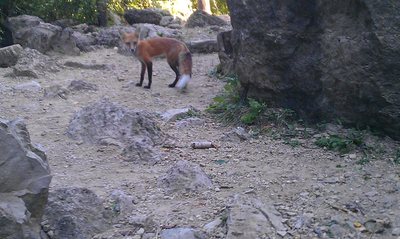 Red fox that seems to love craisins. 