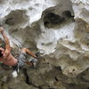 Chien Lee, clipping (7c+) roof route of Cicak (Toasted Gecko). Fairy Caves, Sarawak, Malaysia