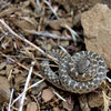 My wife nearly put her hand down on this little creature as we were scrambling up the hill to the base of Exilis Dihedral.  At just 5-inches long and thinner than a pencil, this must be a very new arrival to the area.