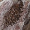 Some long-eared bats encountered in an alcove while climbing in the Flatirons.  July 2011