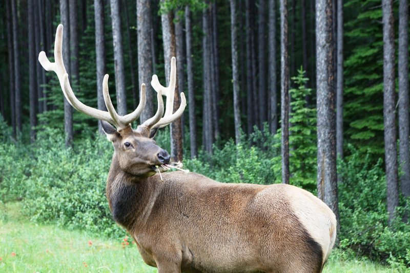 Elk in Banff National Park